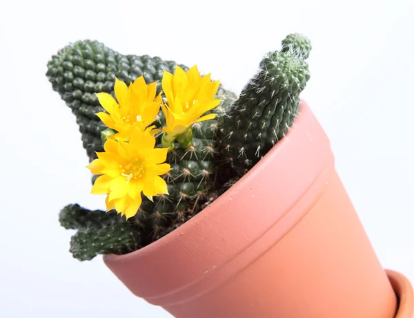 Bloeiende cactusplant — Stockfoto