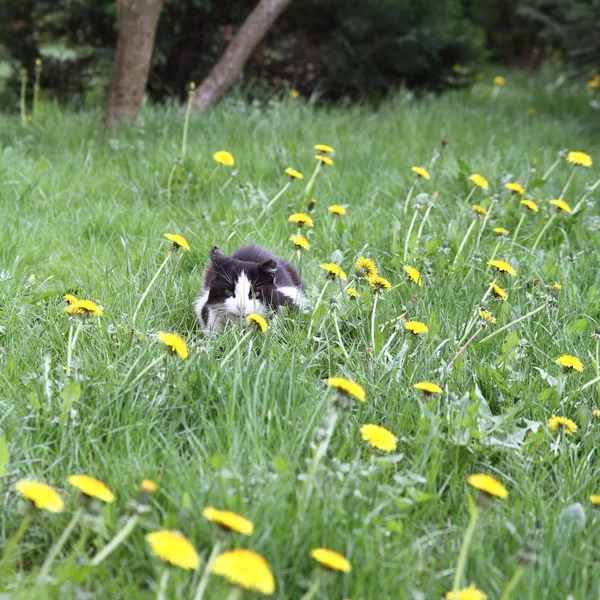Kočka na trávě — Stock fotografie