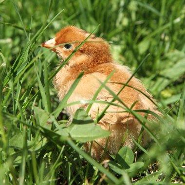 Bebek tavuk