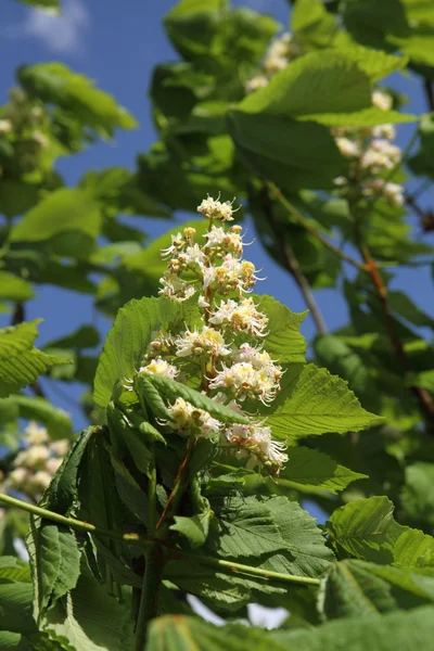 stock image Chestnut blooming