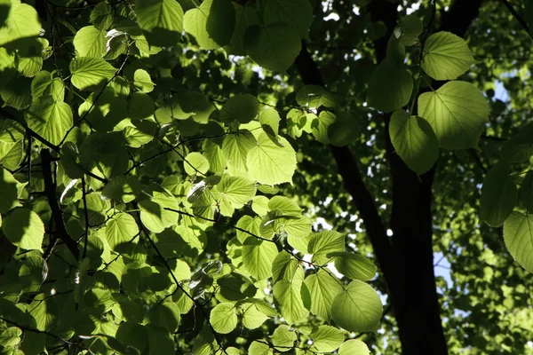 stock image Tilia (Linden)