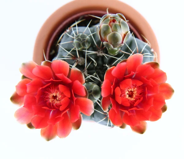 Cactus plant bloeit — Stockfoto