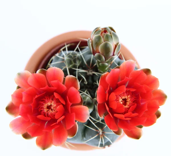 Cactus plant flowers — Stock Photo, Image