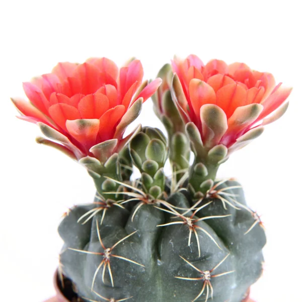 Cactus plant flowers — Stock Photo, Image