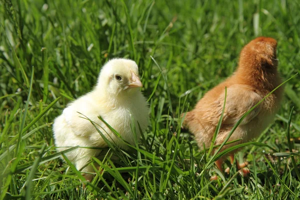 stock image Baby chickens