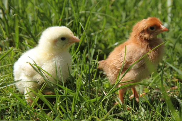 stock image Baby chickens