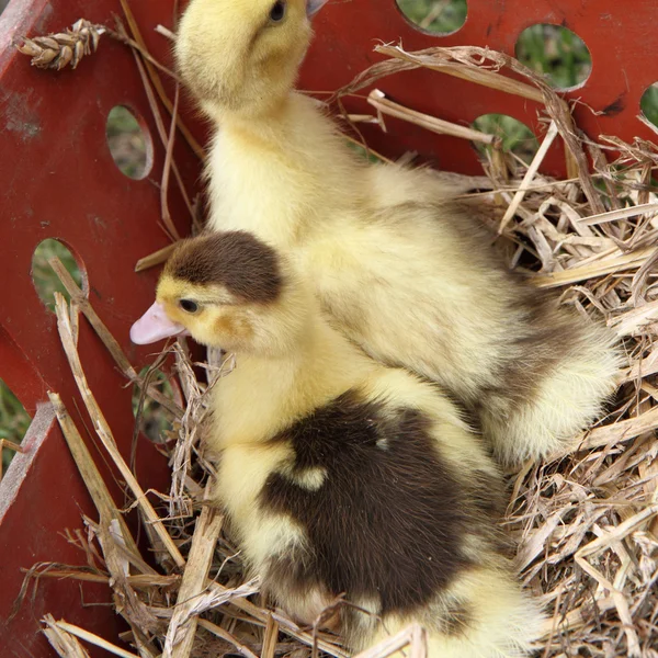 Ducklings — Stock Photo, Image