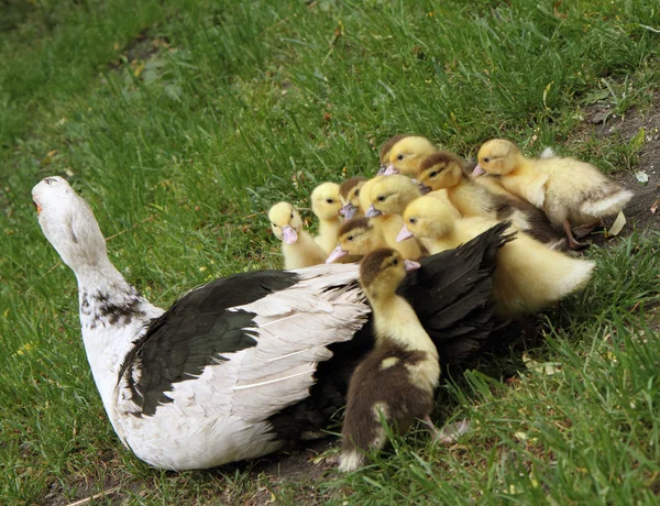 Familia de patos —  Fotos de Stock