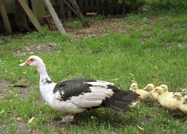Rodziny kaczek — Zdjęcie stockowe
