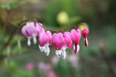 Dicentra (kanama)