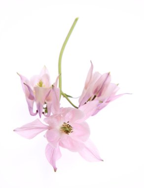 Columbine çiçek