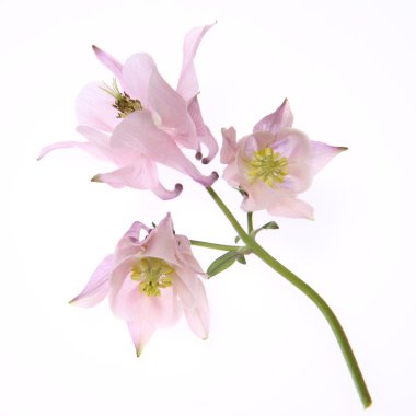 Columbine çiçek