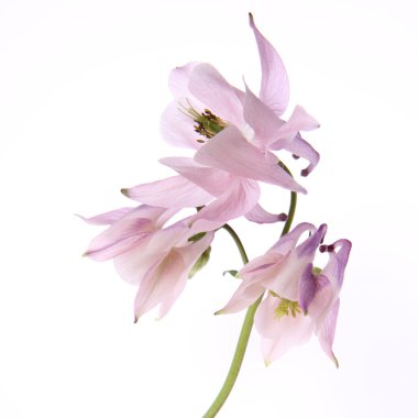 Columbine çiçek