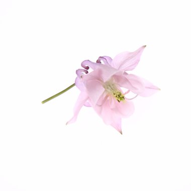 Columbine çiçek