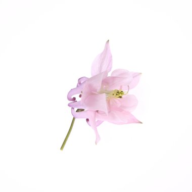 Columbine çiçek