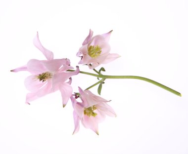 Columbine çiçek