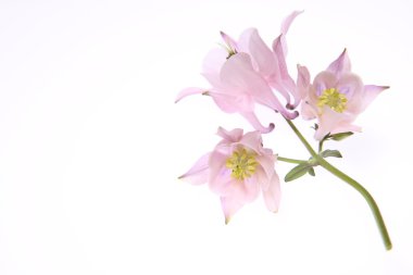 Columbine çiçek