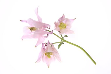 Columbine çiçek