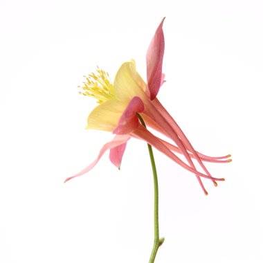 Columbine çiçek