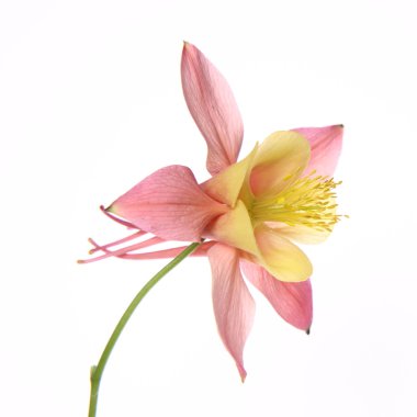 Columbine çiçek