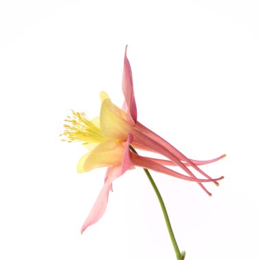 Columbine çiçek