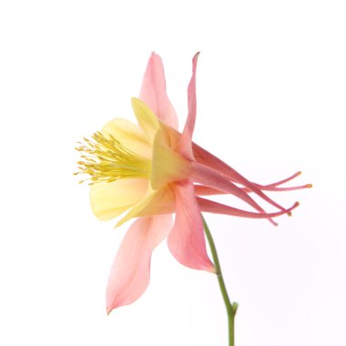 Columbine çiçek