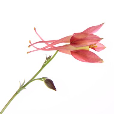 Columbine çiçek
