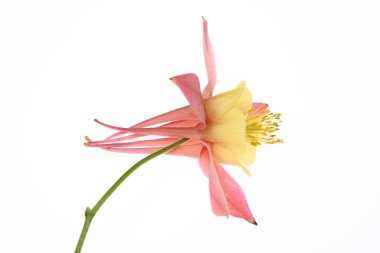 Columbine çiçek