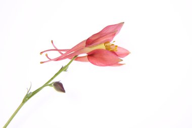 Columbine çiçek