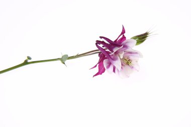 Columbine çiçek