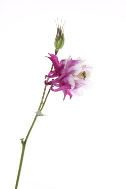 Columbine çiçek