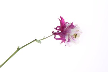 Columbine çiçek