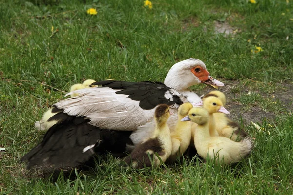 Ördek ailesi — Stok fotoğraf