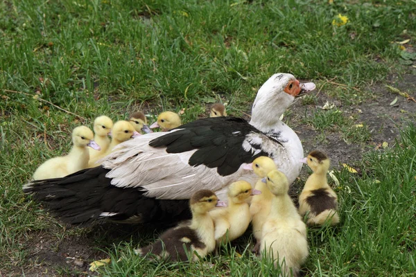 Ducks family — Stock Photo, Image