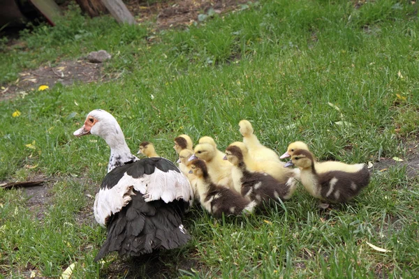 Rodziny kaczek — Zdjęcie stockowe