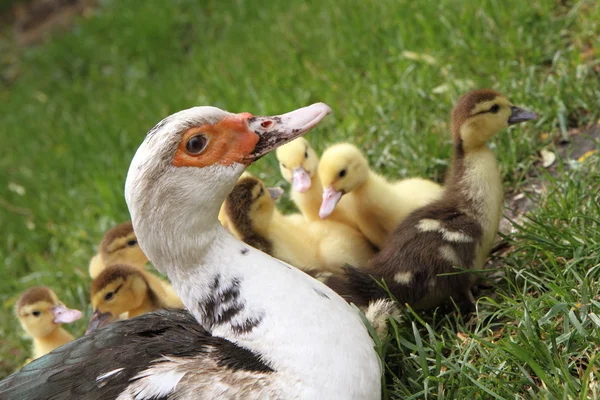 Ördek ve ördek yavruları — Stok fotoğraf