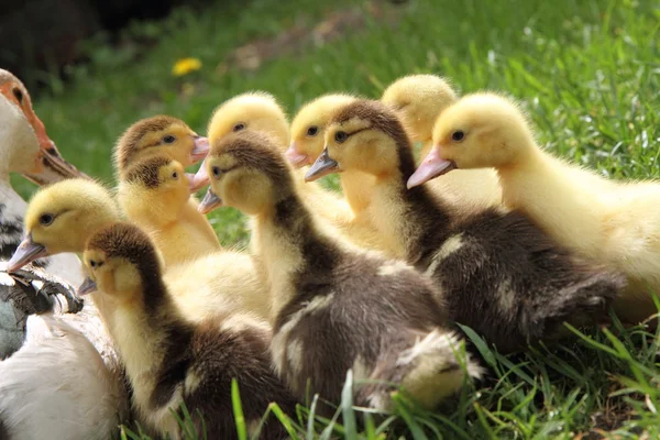 Familia de los patos —  Fotos de Stock