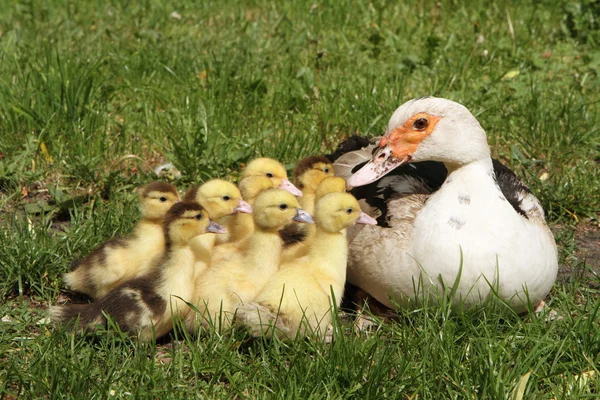 Familia de los patos — Foto de Stock