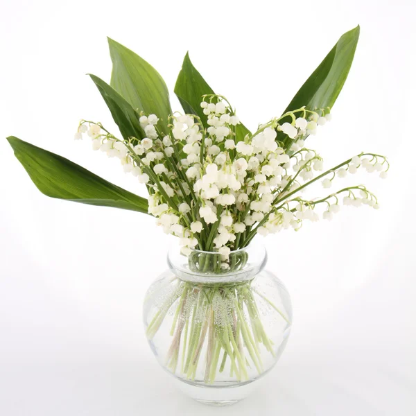 Stock image Lily of the valley