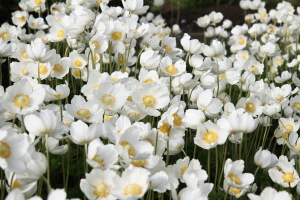 Weiße Blüten — Stockfoto