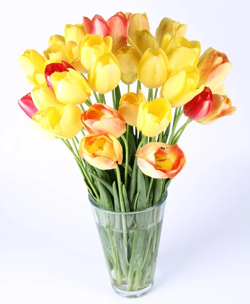 stock image Tulips