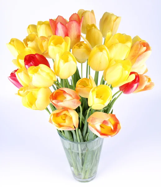 stock image Tulips