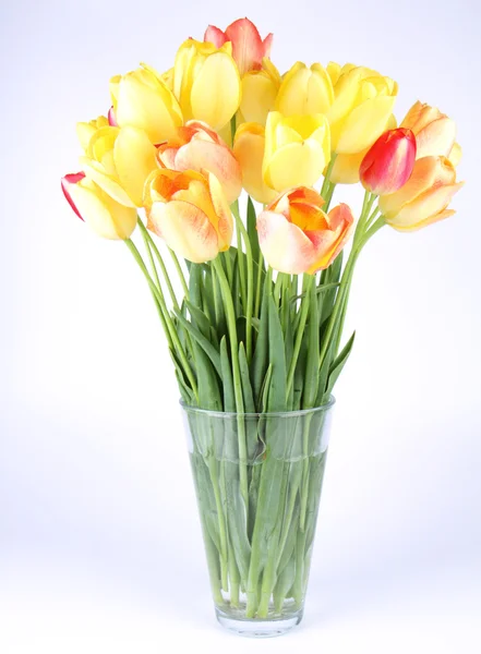 stock image Tulips