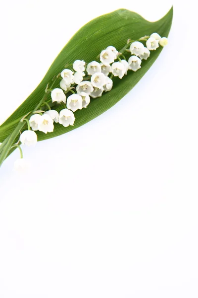 stock image Lily of the valley