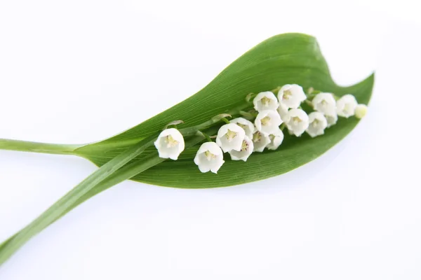 stock image Lily of the valley