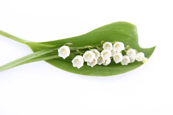 stock image Lily of the valley