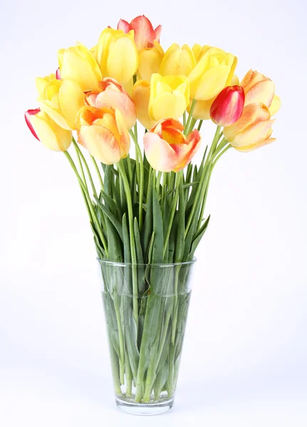 stock image Tulips