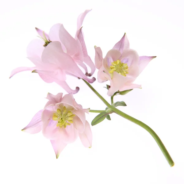 Columbine flower — Stock Photo, Image