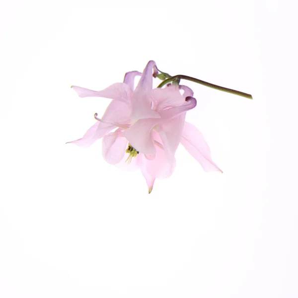 Fiore di colombina — Foto Stock