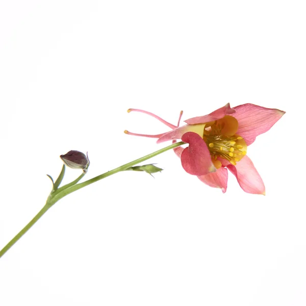 Columbine çiçek — Stok fotoğraf